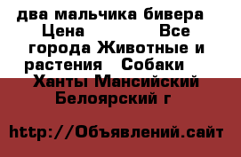 два мальчика бивера › Цена ­ 19 000 - Все города Животные и растения » Собаки   . Ханты-Мансийский,Белоярский г.